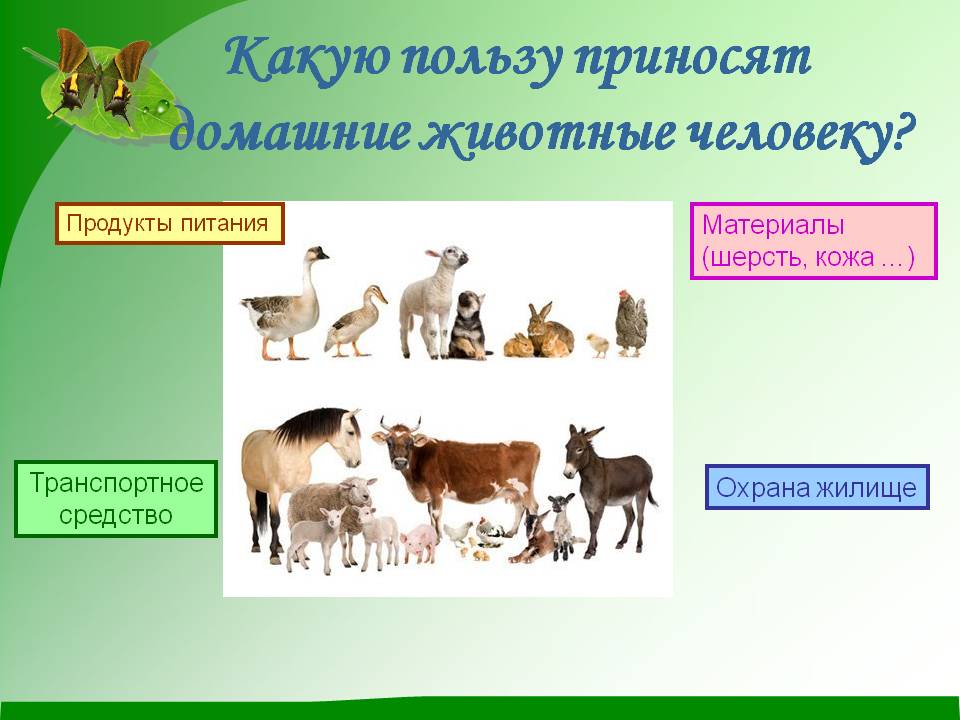 Анализ урока во 2 классе тема: домашние животные